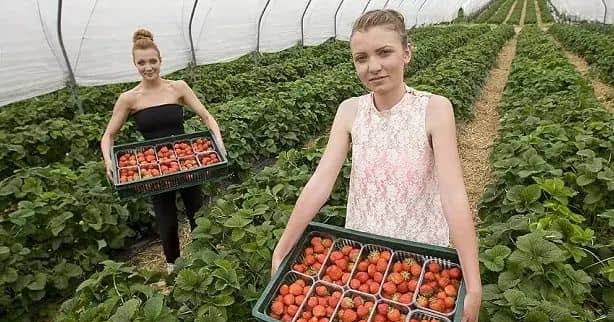 Fruit picking jobs in Canada