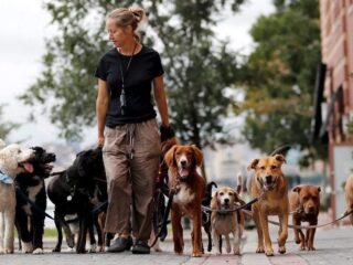 Dog Walkers in the USA