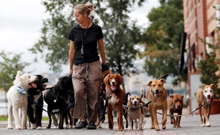Exploring Job Opportunities for Dog Walkers in the USA