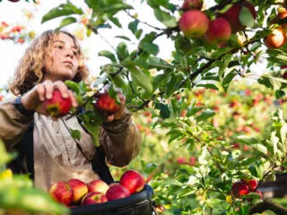 Fruit Picker Jobs in Australia