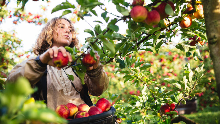 Fruit Picker Jobs in Australia: Limited Spots Available – Apply Now!