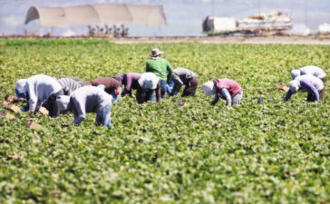 Immigration: Agricultural workers in the US